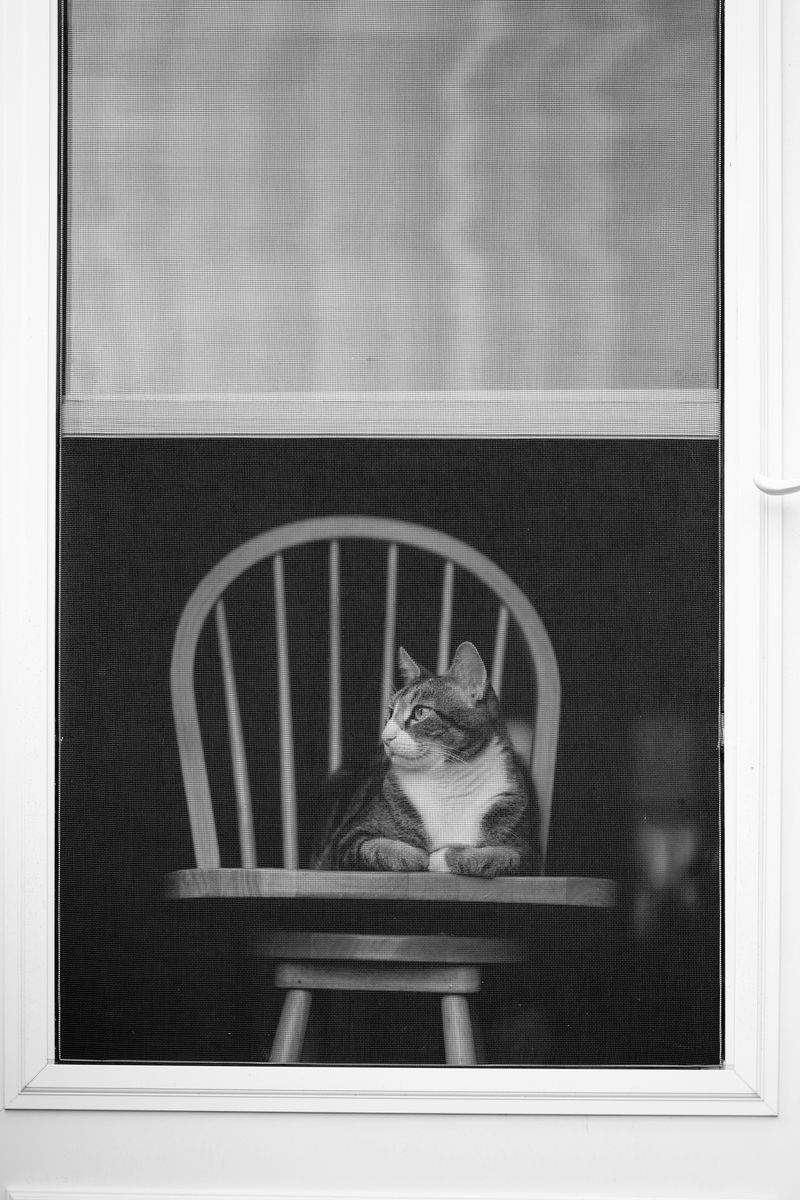 にゃんこケアサービス - Image 13